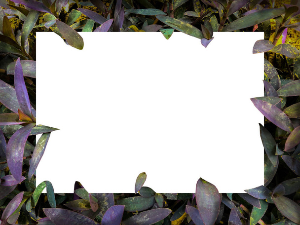 Пустой прямоугольник в растении и цветы, плоский лежал на белом фоне
 - Фото, изображение