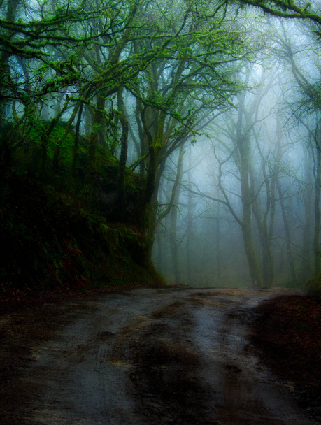 Paredes 'teki Portekiz ormanı, sisli Coura ve şemsiyeli bir kadın silueti sisin içine doğru yürüyordu.. - Fotoğraf, Görsel