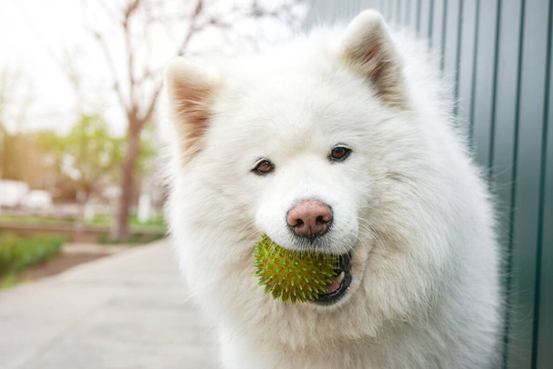 Perro blanco feliz con una bola en la boca. Retrato de primer plano desplegado
     - Foto, imagen