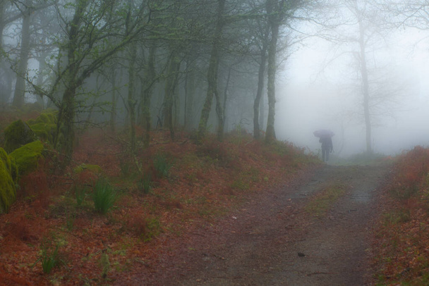 Portuguese forest in Paredes the Coura with a lot of fog and a feminine silhouette with an umbrella walking into the mist. - Photo, Image
