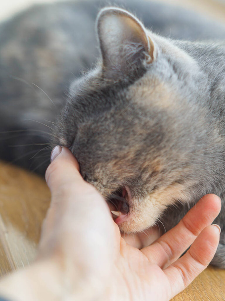 agressieve scottish grijs kat bijt een meisjes hand - Foto, afbeelding