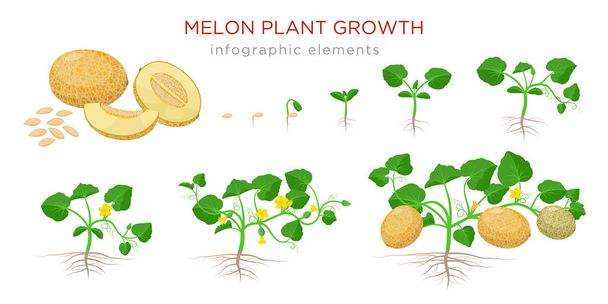 Planta de melón etapas de crecimiento de semillas, plántulas, floración, fructificación a una planta madura con melones maduros - conjunto de ilustraciones botánicas, elementos de infografía, diseño plano aislado sobre fondo blanco
 - Vector, Imagen