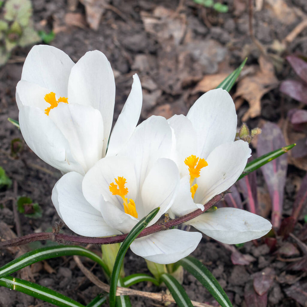 Μακρο φωτογραφία λευκά ανοιξιάτικα λουλούδια κρόκου. Κλείσιμο των λευκών κρόκων - Φωτογραφία, εικόνα