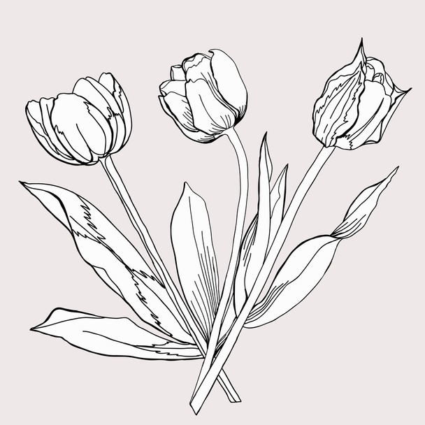 Tulipani. Illustrazione vettoriale
 - Vettoriali, immagini