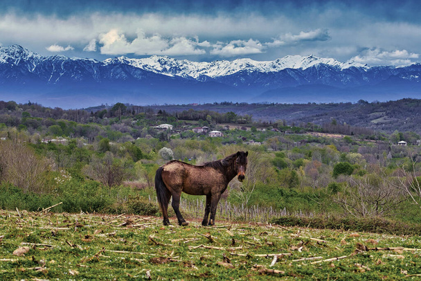 Horse in the field - Samegrelo region-Georgia - Photo, Image