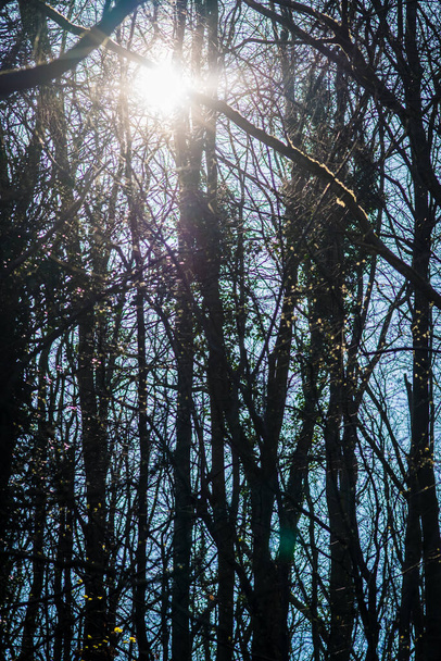 árboles fondos de luz solar, el sol brillando a través de un majestuoso árbol verde. Reino Unido
 - Foto, Imagen