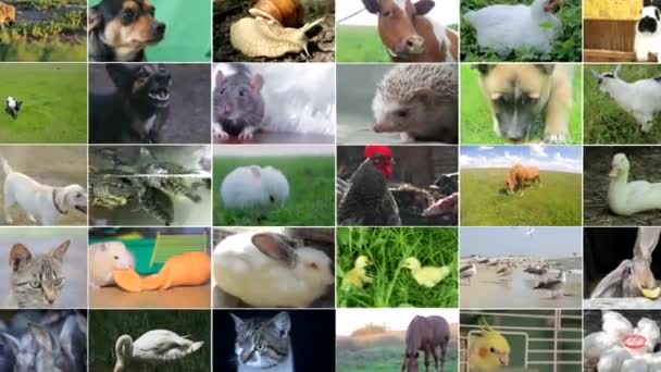 Sok videó felvételek a különböző állatok és madarak, Full HD kollázs - Felvétel, videó