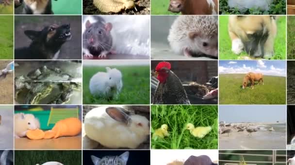 Many video footage of various animals and birds, Full HD collage - Footage, Video