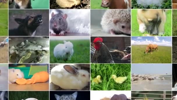 Επεξεργασία βίντεο από υλικό άγριας ζωής, πολλά βίντεο από διαφορετικά ζώα και πουλιά, Full HD κολάζ - Πλάνα, βίντεο