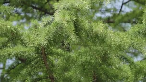 Árvore verde na floresta com farpas removidas close-up com fundo borrado
 - Filmagem, Vídeo