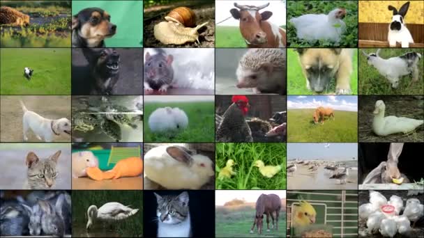 Many video footage of various animals and birds, Full HD collage - Footage, Video