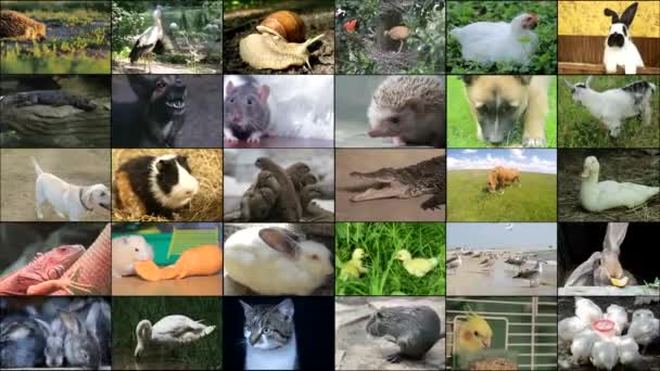 Çeşitli hayvan ve kuşların video görüntüleri, Full HD kolajı - Video, Çekim