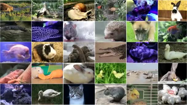 Wiele nagrań wideo różnych zwierząt i ptaków, Full HD collage - Materiał filmowy, wideo