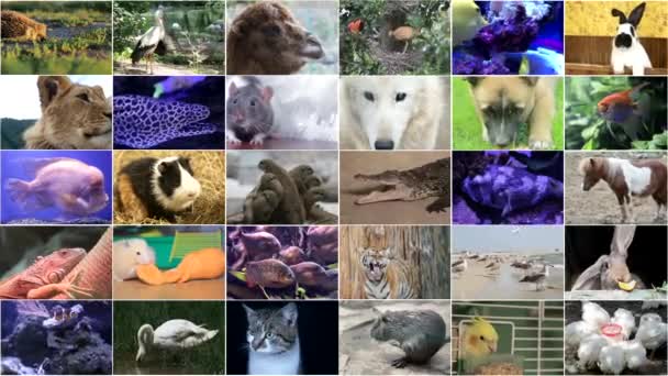 Edycja wideo z dziką fauną i florą, wiele filmów z różnymi zwierzętami i ptakami, collage Full HD - Materiał filmowy, wideo