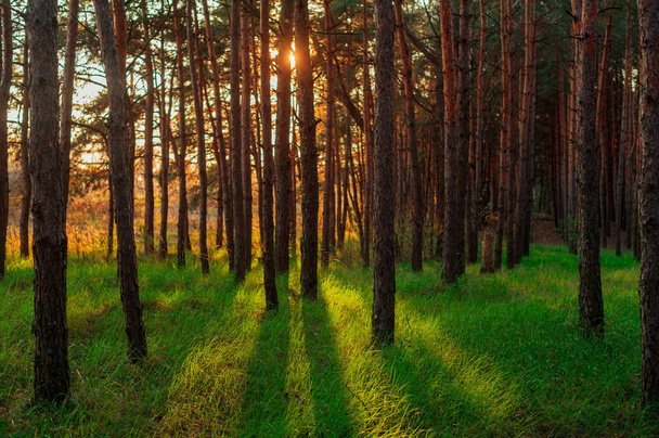 Tavaszi zöld fenyőerdő naplementekor. - Fotó, kép