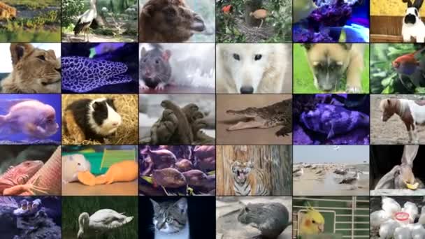 野生動物の映像のビデオ編集,さまざまな動物や鳥の多くのビデオ,フルHDコラージュ - 映像、動画