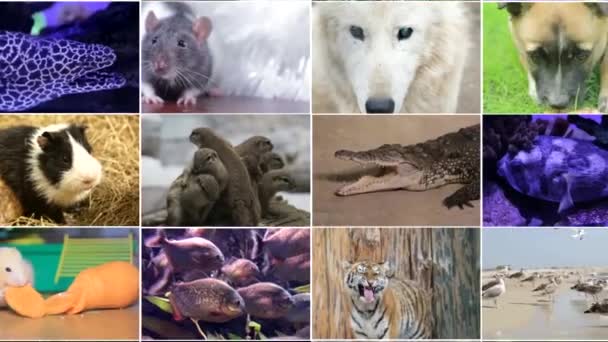 Videobearbeitung von Tieraufnahmen, vielen Videos von verschiedenen Tieren und Vögeln, Full-HD-Collage - Filmmaterial, Video