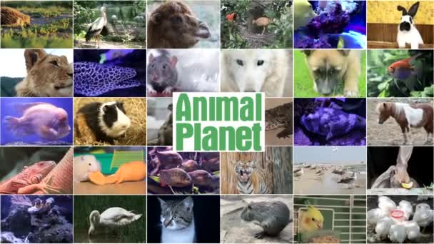 野生動物の映像のビデオ編集,さまざまな動物や鳥の多くのビデオ,フルHDコラージュ - 映像、動画