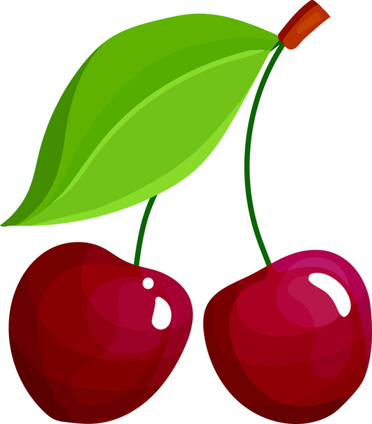 fresh two pieces of cherry on white background - vector - Vector, Image