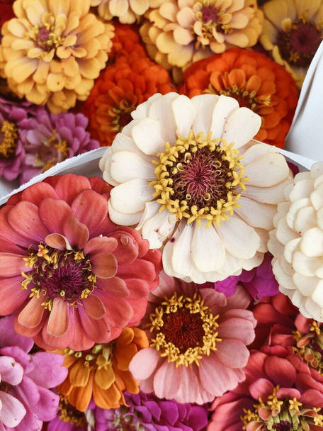 Horní pohled na některé kytice čerstvých květin (roztomilé gerber). Detailní záběr krásných květin. Koncept pozadí a květin - Fotografie, Obrázek