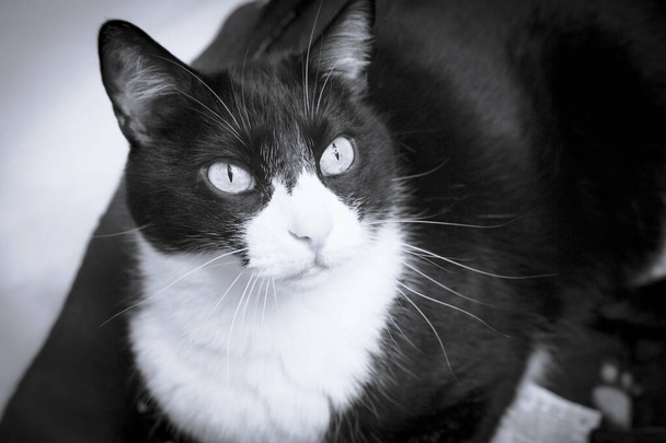 Черно-белая кошка с тревожным выражением. Нет людей
 - Фото, изображение