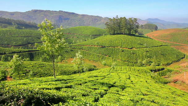 Góra Herbata plantation w mieście munnar, Indie kerala - Materiał filmowy, wideo