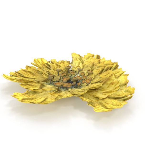 Photorealistic highly detailed 3D visualization of the Moss lichen yellow. 3D render. - Photo, Image