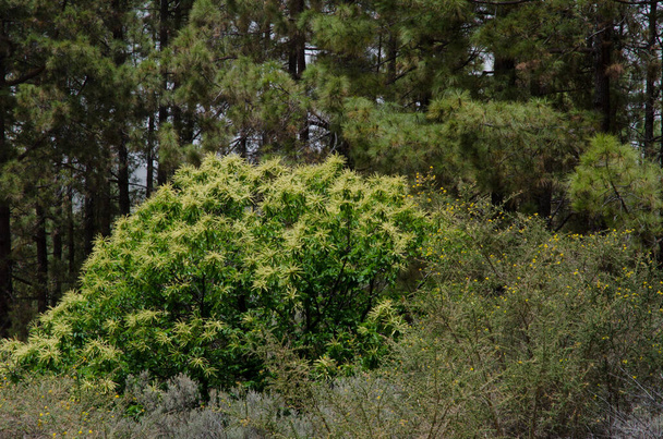 Chestnut Castanea sativa, shrub Adenocarpus foliolosus and forest of Canary Island pine P. canariensis. - Photo, Image