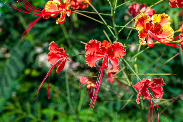 Φωτεινά κόκκινα λουλούδια της καισαλπίνια στον κήπο, Ταϊλάνδη. - Φωτογραφία, εικόνα