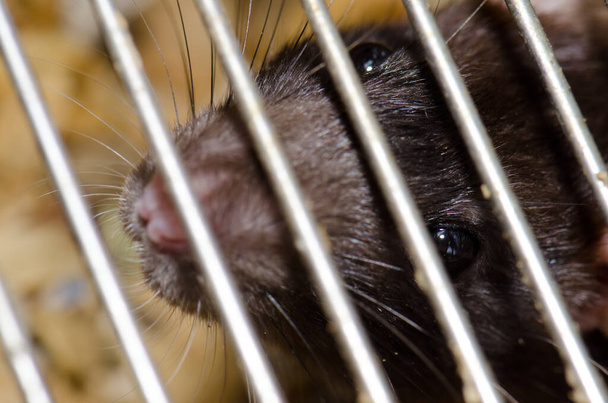 Laboratóriumi patkány Rattus norvegicus ketrecben. - Fotó, kép