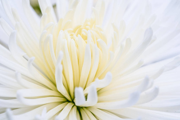 Very beautiful chrysanthemums shot on a macro of different colors - Photo, Image