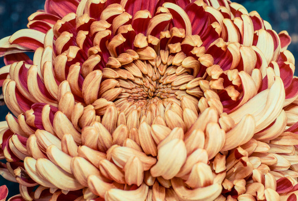 Дуже красиві хризантеми, зняті на макросі різних кольорів
 - Фото, зображення