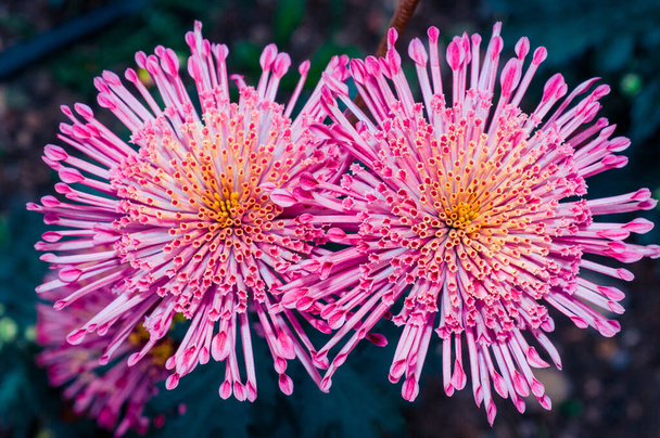 Very beautiful chrysanthemums shot on a macro of different colors - Photo, Image
