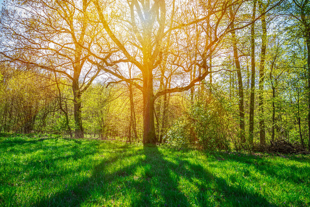 il sole splende attraverso un ramo d'albero e getta un'ombra su un prato verde
 - Foto, immagini