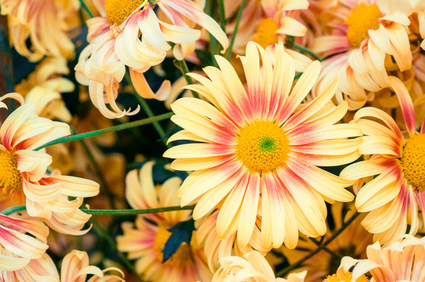 Crisantemos muy bonitos grabados en una macro de diferentes colores
 - Foto, Imagen