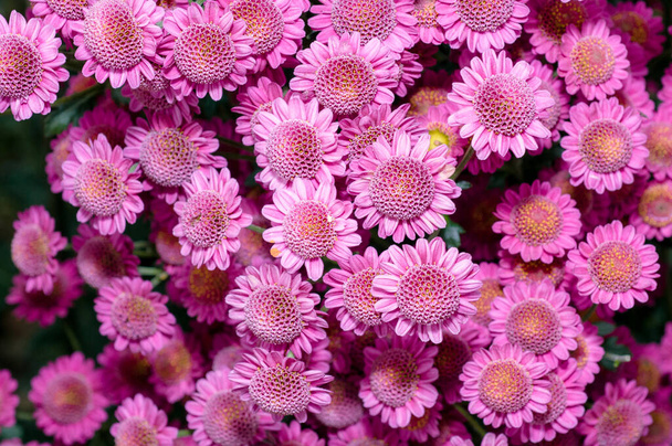 Très beaux chrysanthèmes tournés sur une macro de différentes couleurs
 - Photo, image
