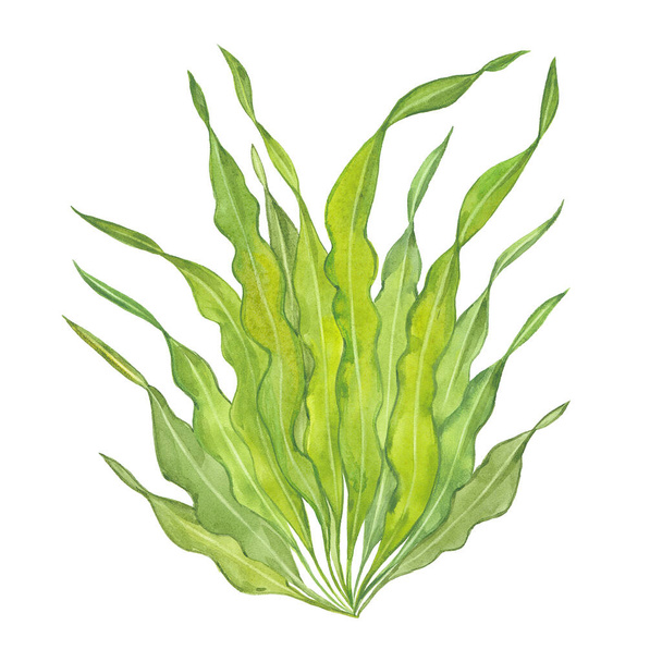 watercolor green seaweed - Photo, Image