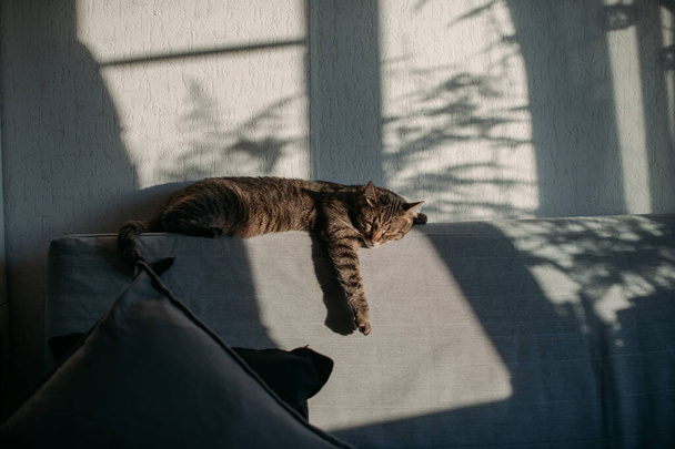 灰色の猫が日没時にソファの後ろに横たわっている。怠惰な猫は太陽の下で休んでいる - 写真・画像