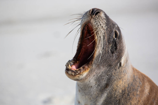 Close up of seal on the beach, New Zealand - Foto, imagen