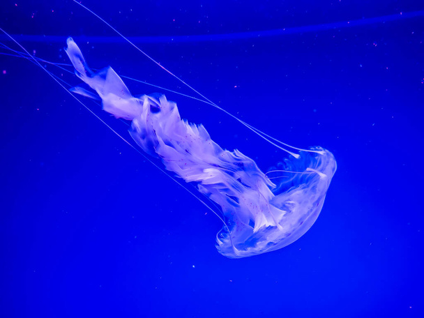 Dangerous Purple Striped Jellyfish Chrysaora Colorata - Foto, Imagen