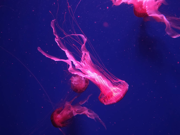 Medusas (Chrysaora pacifica). Medusas Ortiga marina japonesa Chrysaora pacifica en agua
 - Foto, imagen