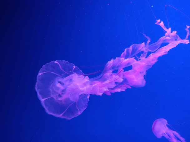 Pericolosa medusa a strisce viola Chrysaora Colorata
 - Foto, immagini