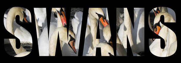 Um grande bando de cisnes mudos
 - Foto, Imagem