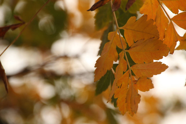 Вид на ліс в осінніх кольорах
 - Фото, зображення