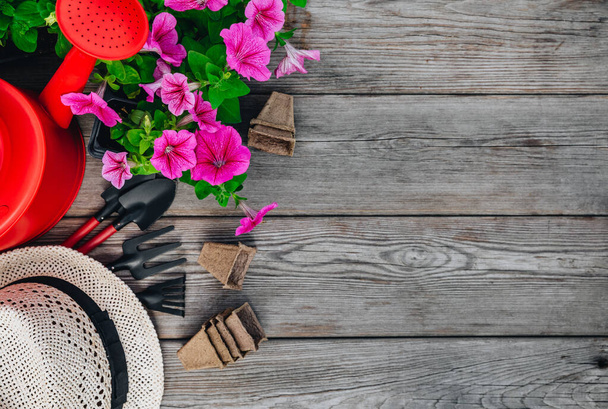 Outils de jardin et pots de fleurs avec fleurs de pétunia rose. Prêt pour le jardinage. Vue du dessus, espace de copie
. - Photo, image