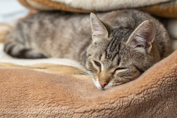 Gato doméstico envuelto en una manta y duerme. Primer plano. Solo la cara es visible
 - Foto, imagen