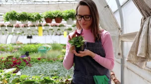 Women working in a greenhouse with flower plants - Footage, Video