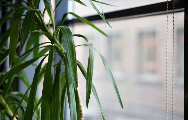 Alféizar de ventana con árbol de plantas verde en el interior de la oficina
 - Foto, Imagen