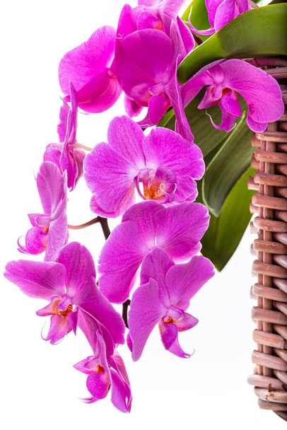 Orquídeas roxas em um fundo branco
 - Foto, Imagem