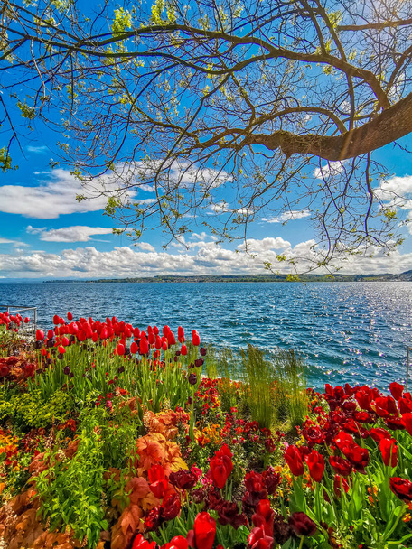 Holidays Spring on beautiful Lake Constance with tulips on the lakeshore - Photo, Image